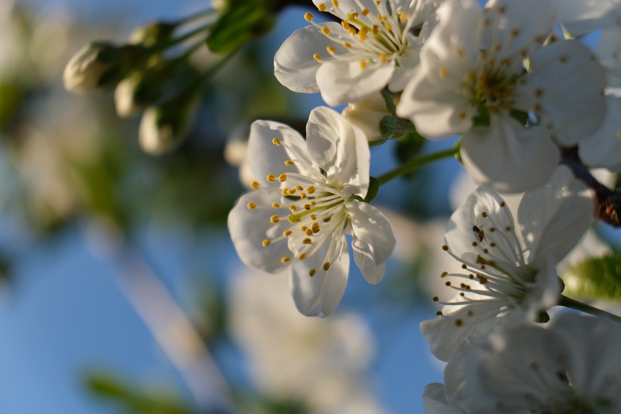 산부인과 수술